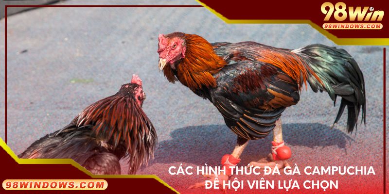 Các hình thức đá gà Campuchia để hội viên lựa chọn