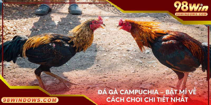 Đá gà Campuchia – Bật mí về cách chơi chi tiết nhất
