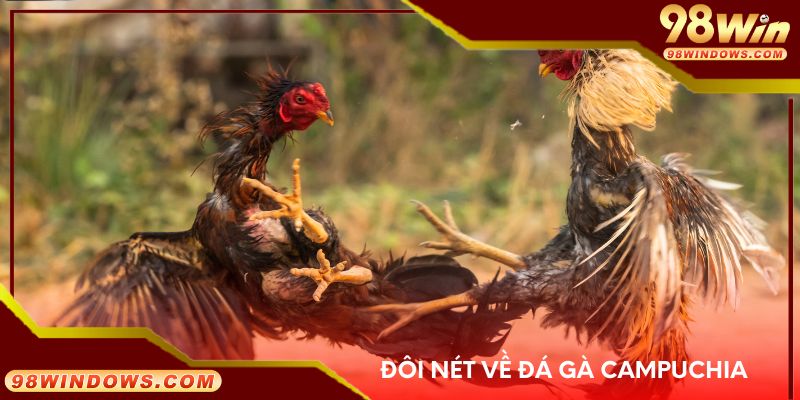 Đôi nét về đá gà Campuchia