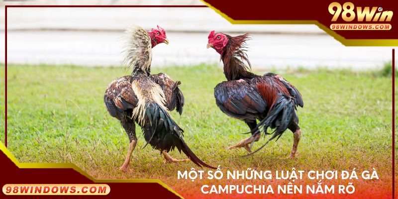 Một số những luật chơi đá gà Campuchia nên nắm rõ