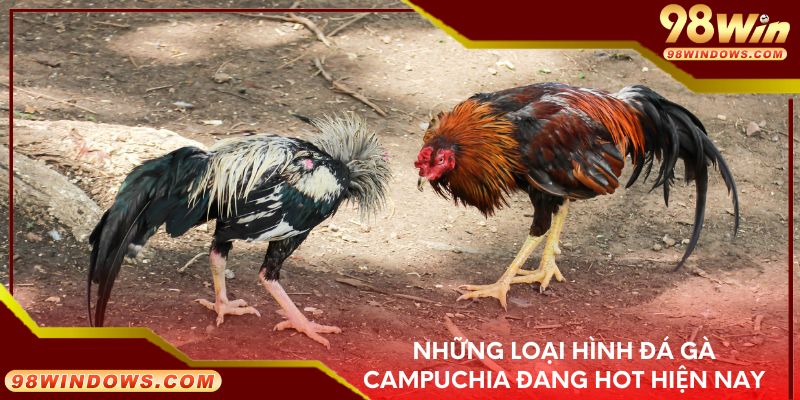 Những loại hình đá gà Campuchia đang hot hiện nay